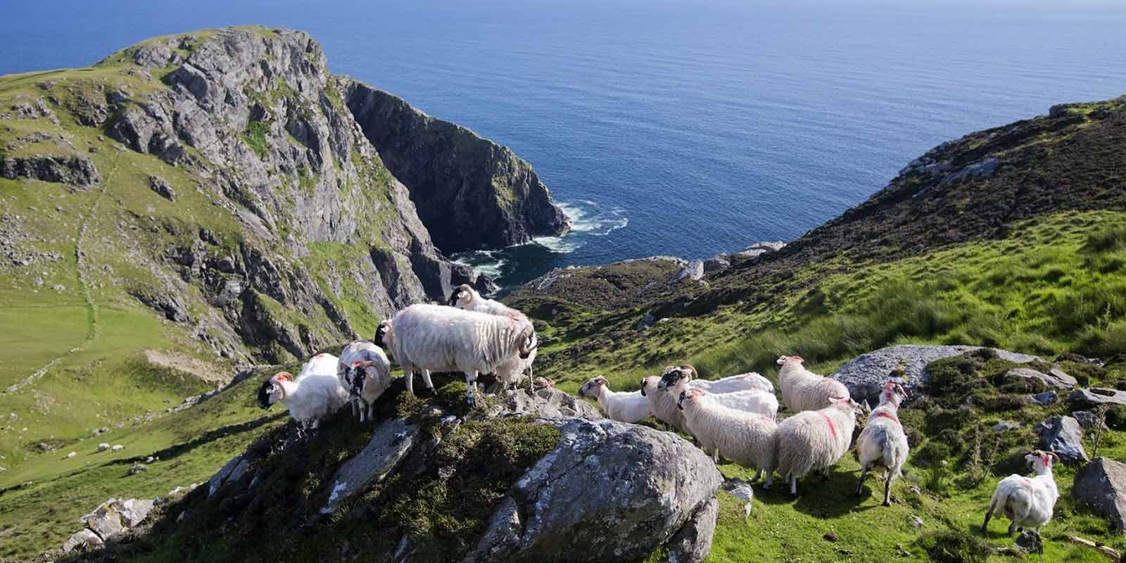 Sheep Ireland