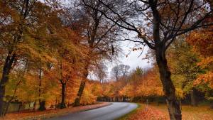 Autumn in Ireland.