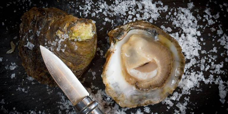 Oyster Season Begins in Ireland